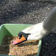A mute swan being fed by a park naturalist
