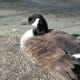 A confident goose