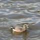 A male American widgeon