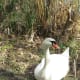 A mute swan relaxing