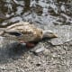 A female American widgeon