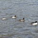 A group of ducks; the little guy at the back is a male bufflehead