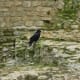 Ravens at the tower are a tradition