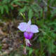There are also plenty of beautiful things right along the trail.