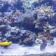 Aquarium just outside of the Seas with Nemo and Friends ride at Epcot