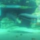Aquarium just outside of the Seas with Nemo and Friends ride at Epcot