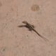 You never know what you will see at Epcot. I saw this salamander near the China exhibit in Epcot's World Showcase.