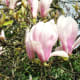 Magnolia flowers