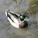 A male mallard
