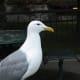 A mature glaucous-winged gull