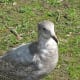 An immature glaucous-winged gull