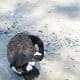 A preening Canada goose
