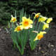 Daffodils