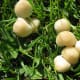 Mushrooms in Stanley Park
