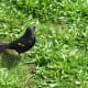 A male red-winged blackbird