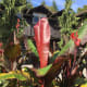 A canna plant by the pavilion entrance