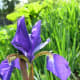 A blue flag iris flower