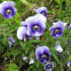 Pansies