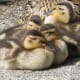 Sleepy ducklings