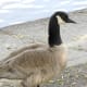 A Cackling Goose