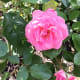 A pink rose in the Stanley Park Rose Garden