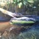 Caiman in the Amazon Gallery