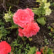 Early season flowers
