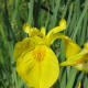 A yellow flag iris flower in Stanley Park
