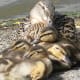 A female mallard duck with her ducklings