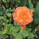 Another rose in the garden