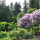 A view in a Stanley Park garden
