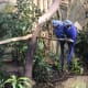 Two hyacinth or blue macaws in the Amazon Gallery