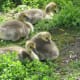 Goslings