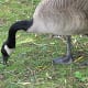A Canada Goose