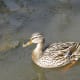 A female mallard