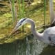 This heron has found a good source of fish.