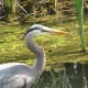 A Pacific great blue heron