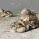 One duckling is separated from his or her brothers and sisters.