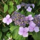 A lacecap hydrangea