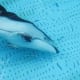 Helen is a Pacific white-sided dolphin at the aquarium.