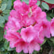 A rhododendron