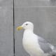 This gull knows that people eat on the steps of the gallery and is looking for tidbits.