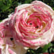 A flower in the Stanley Park rose garden