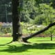 A view of the Stanley Park rose garden