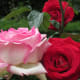 The gardens of Notre Dame are adorned with roses and other flora.