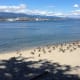 Canada geese at Third Beach