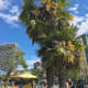 English Bay Beach is known for the palm trees growing beside the path.