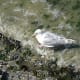 An immature gull