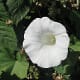 A bindweed flower