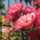 Cultivated roses by the Hasting Street pedestrian overpass